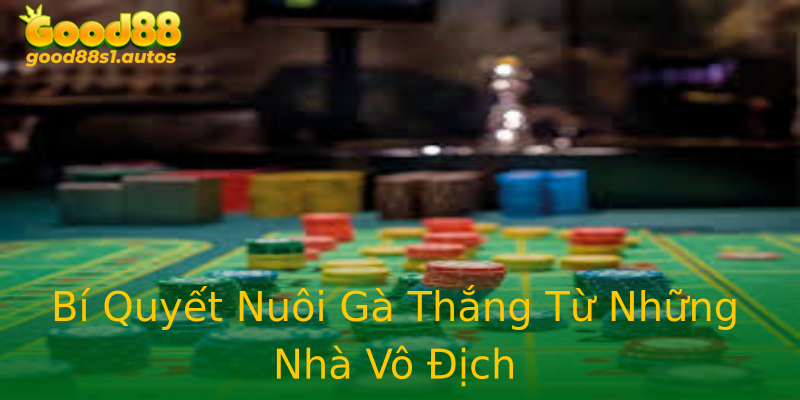 Bí Quyết Nuôi Gà Thắng Từ Những Nhà Vô Địch