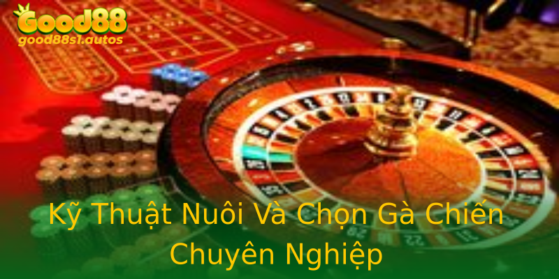 Kỹ Thuật Nuôi Và Chọn Gà Chiến Chuyên Nghiệp